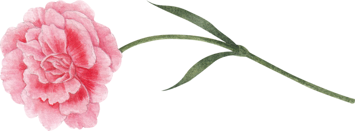 Carnation Flower Illustration